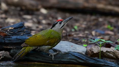 el pájaro carpintero de cabeza gris también se llama pájaro carpintero de cara gris se encuentra en muchos parques nacionales en tailandia y es muy particular en la elección de su hábitat para que prospere