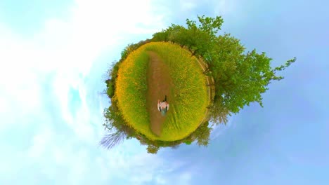 little planet of blooming yellow canola flower fields in spring