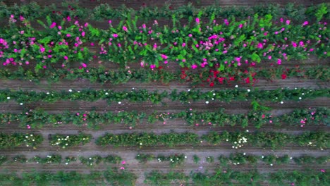 Top-Down-Antenne-Des-Industriellen-Blumenzuchtbetriebs-Für-Den-Kommerziellen-Verkauf,-Drohne