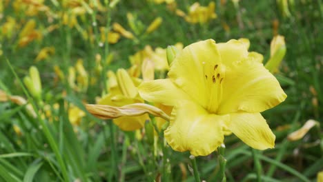 closeup de una flor de lirio con un brote amarillo y un tallo verde con hojas en un hermoso jardín en un día soleado