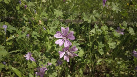 honey bee lands on purple malva sylvestris flowers then flies off again