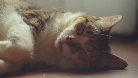 cat sleeping on the floor