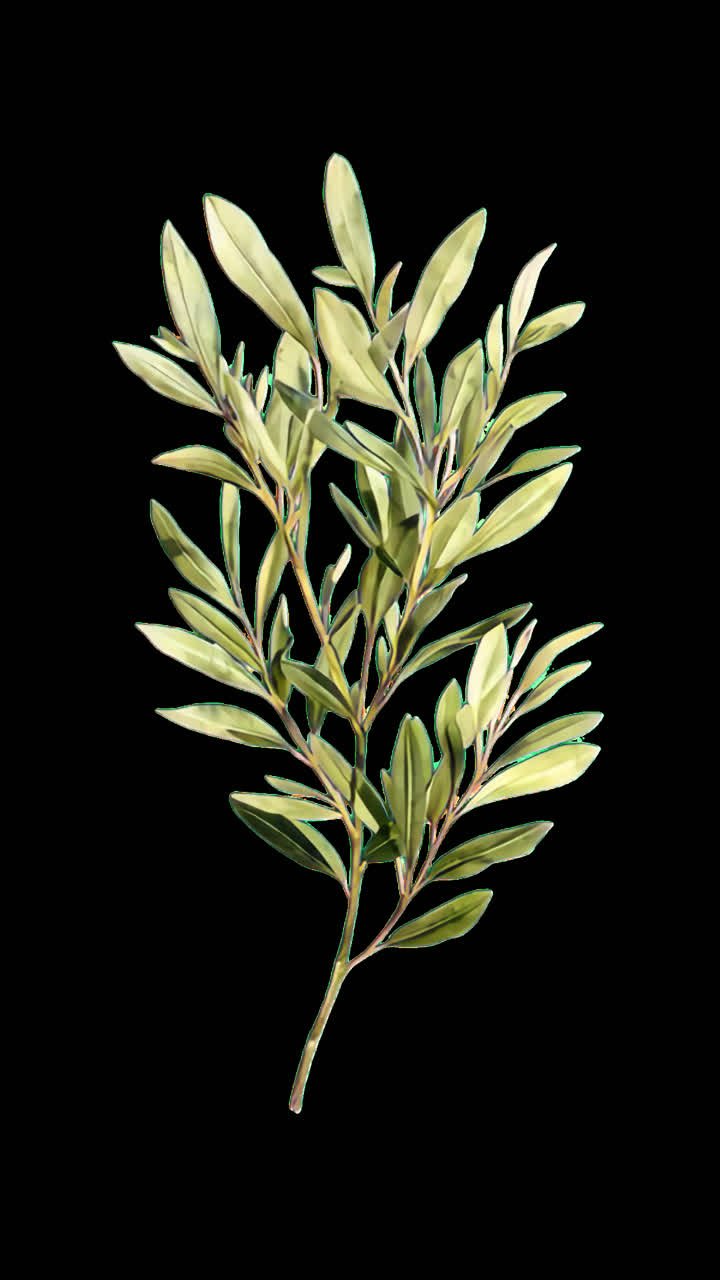 Elegant olive branch illustration animation isolated asset, transparent ...
