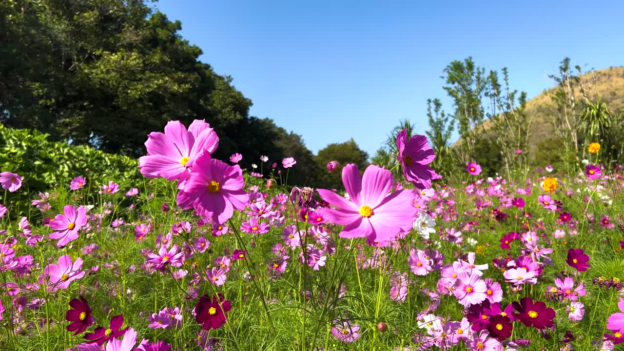 Vivaci fiori di cosmos in un giardino lussureggiante