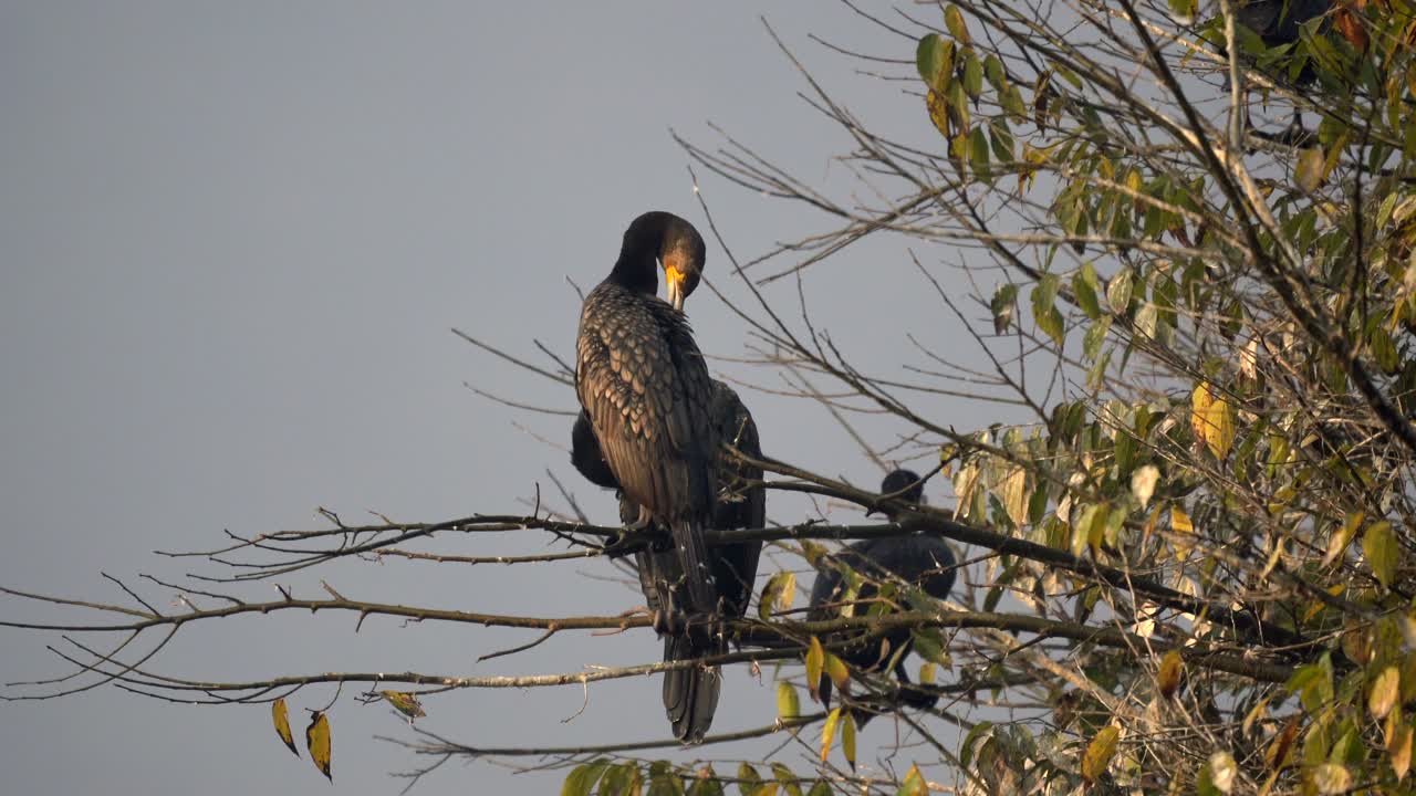 algunos grandes cormoranes sentados en un árbol y acicalándose las plumas