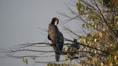 some great cormorants sitting in a tree and preening their feathers