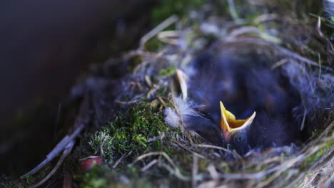 Polluelos-Hambrientos-De-Pájaro-Cenicienta-En-El-Nido