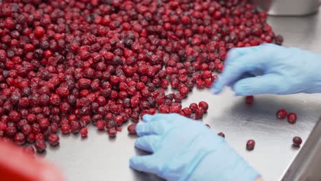 worker sorting dried cranberries on steel table