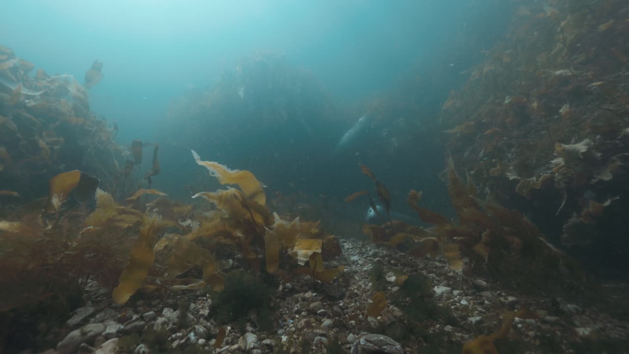 Grey seal swimming in cold waters off Percé, Quebec, underwater 4K 60FPS marine wildlife footage showcasing natural behavior and ocean ecosystem