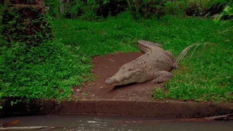 Wild-crocodile-resting-on-the-bank-surrounded-by-lush-green-forest