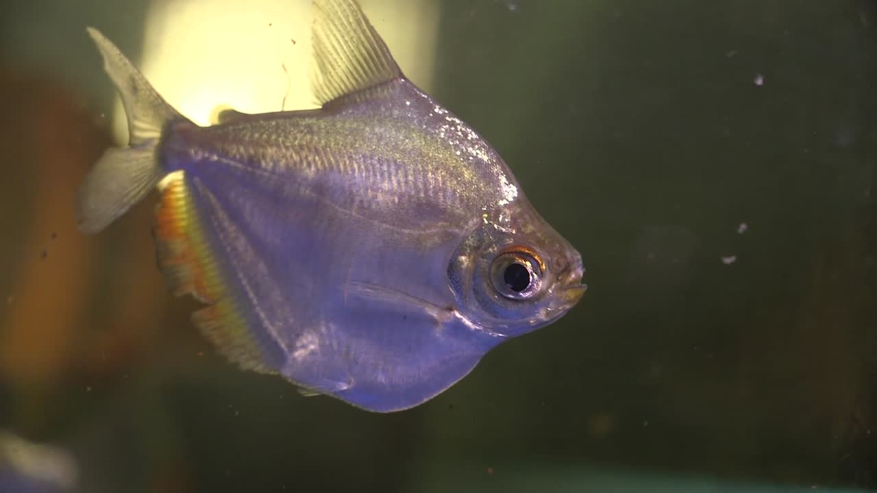 Cute individual silver dollar fish in fresh water, baby aquatic creature