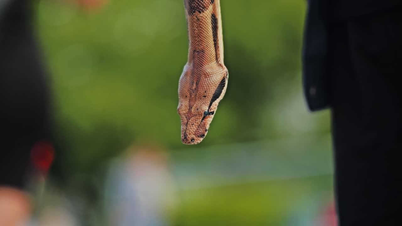 Slow motion close up of boa constrictor hanging from human hand in street scene