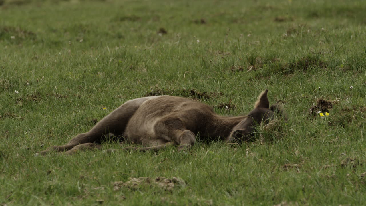 Un pequeño caballo islandés echando una siesta por la tarde en el campo y relajándose