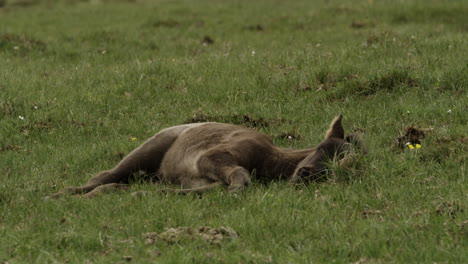 Ein-Kleines-Islandpferd,-Das-Auf-Dem-Feld-Ein-Mittagsschläfchen-Hält-Und-Sich-Entspannt