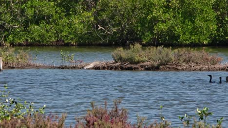 Beim-Abheben-Lassen-Einige-Von-Ihnen-Im-Wasser,-Während-Die-Herde-Zu-Den-Bäumen-Fliegt,-Um-Dort-Zu-Sitzen,-Kleiner-Kormoran-Microcarbo-Niger,-Thailand