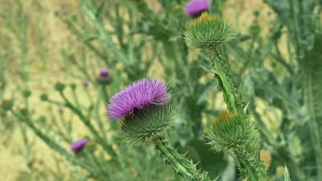 Vibrant-green-and-purple-of-Milkthistle-flower-in-windy-close-up-view