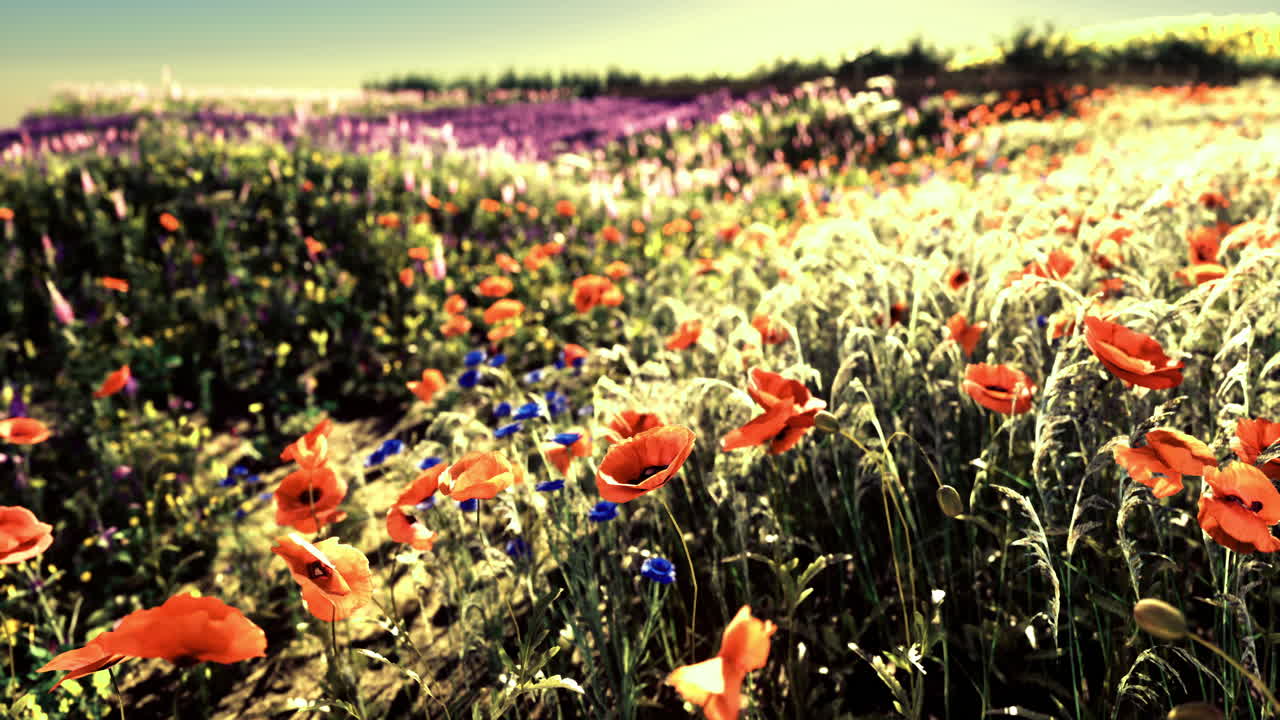 Campo de flores silvestres colorido em plena floração com papoulas vibrantes e folhagem verde.