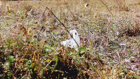 discarded tissue on the grass