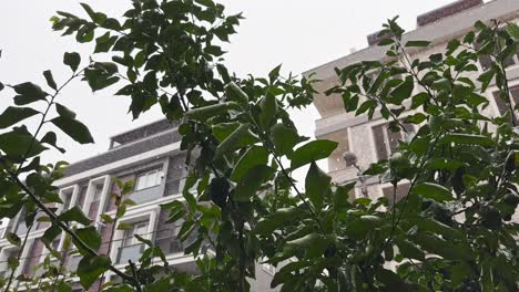 as torrential rain falls on tree leaves