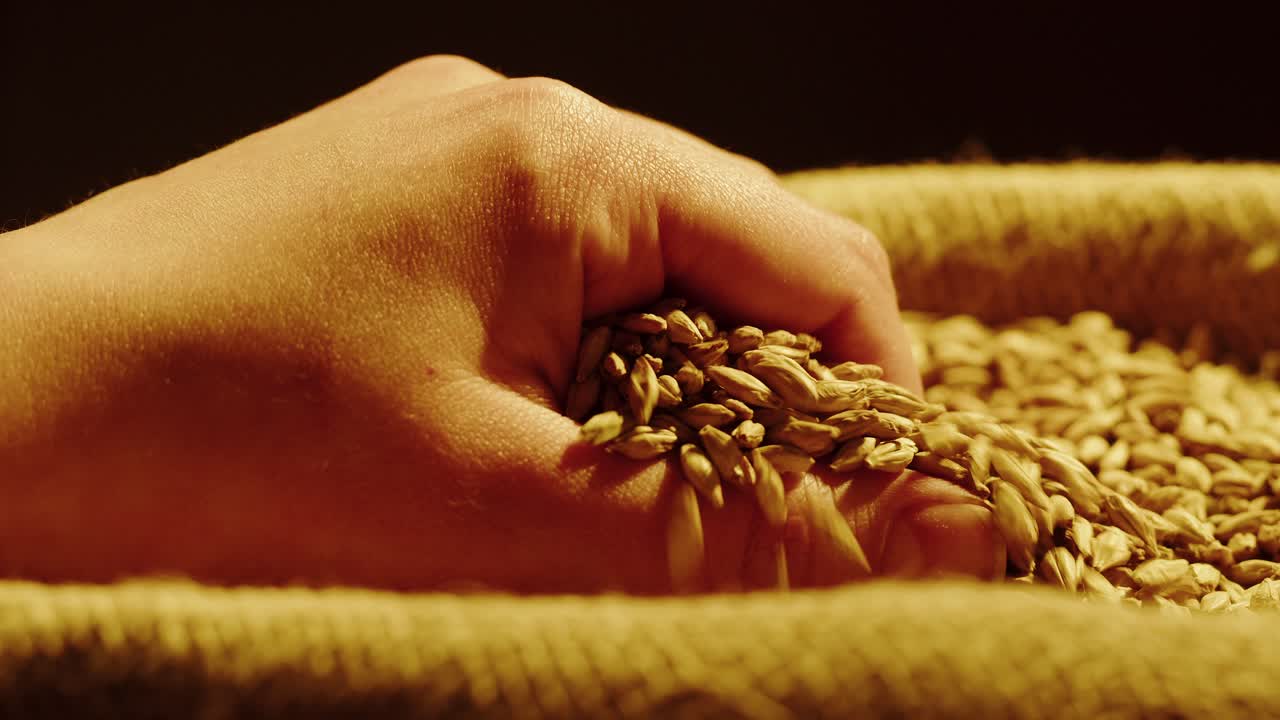 Barley Grains Pouring into Sack