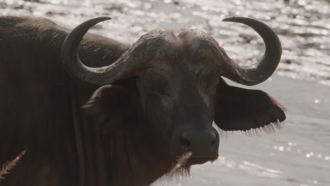 Closeup Of Cape Buffalo At Kidepo Valley National Park In Uganda, Africa.