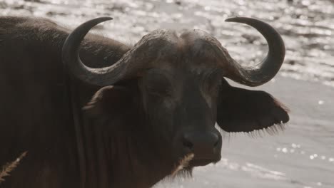 closeup of cape buffalo at kidepo valley national park in uganda, africa.