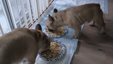 兩個法國公牛犬在紙盤上吃健康的食物的頂部景色