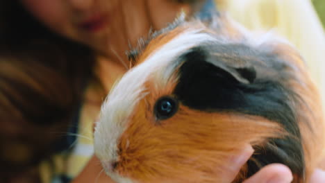 Girl,-hands-and-hamster-in-zoo