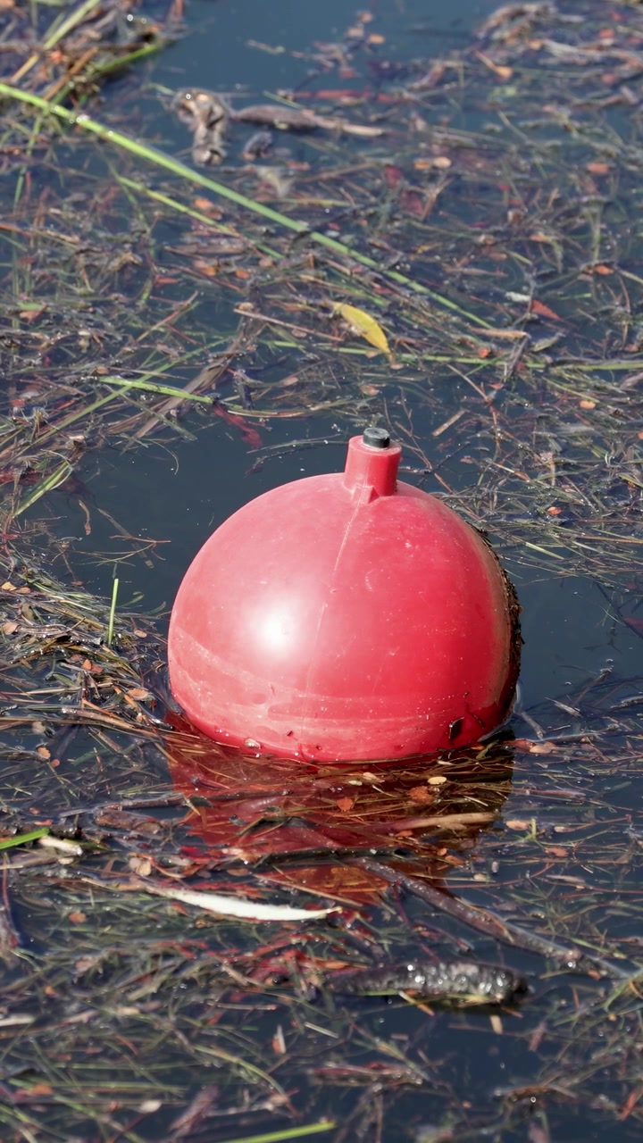 Una boa rossa galleggia dolcemente su un lago circondata da piante acquatiche sotto la luce intensa del giorno.
