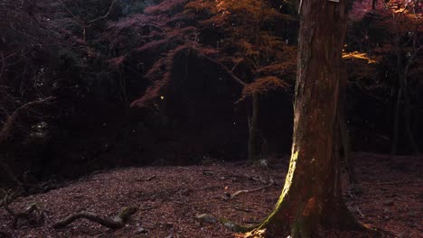 Autumn-leafs-Fall-in-Woodland-Scene,-Slow-Motion