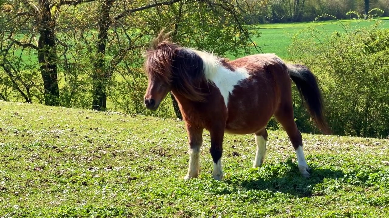 Pony Shetland marrone e bianco in piedi su una collina verde e che urina in un campo