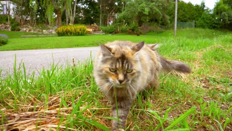 Dies-Ist-Eine-4K-Zeitlupenaufnahme-Mit-60-Bildern-Pro-Sekunde-Einer-Katze,-Die-In-Der-Nähe-Der-Straße-Sitzt