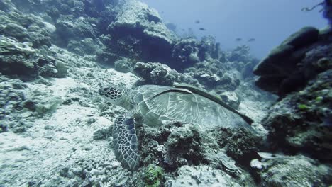 Cautivadora-Escena-Acuática-De-Tortugas-Marinas-Verdes-En-El-Fondo-Del-Océano-Poco-Profundo