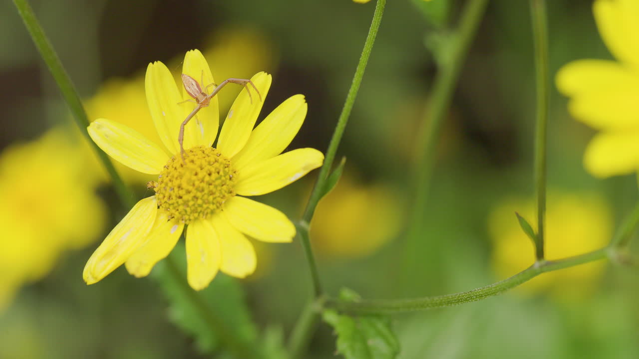 Ragno granchio mimetizzato su un fiore giallo; comportamento di agguato al rallentatore durante la stagione dei monsoni.