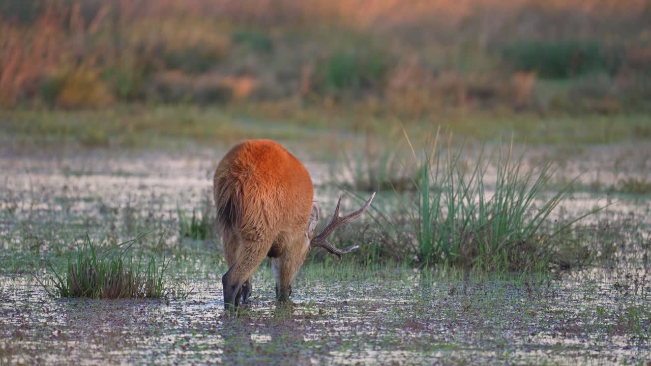 Lone Male Marsh Deer Eating Plants In The Wetland At Dusk. - wide shot
