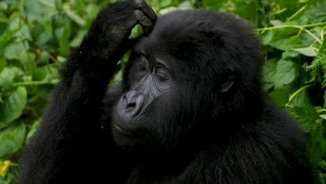 a close-up, 4k gimbal shot of an endangered mature mountain gorilla, living among their natural jungle habitat, bwindi impenetrable forest national park of uganda, africa