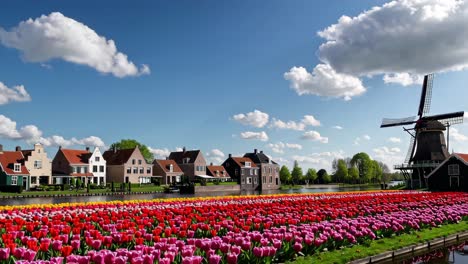 dutch countryside with windmills and tulips