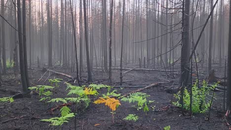 new plants growing in the forest charred by wildfire in sudbury, ontario, canada