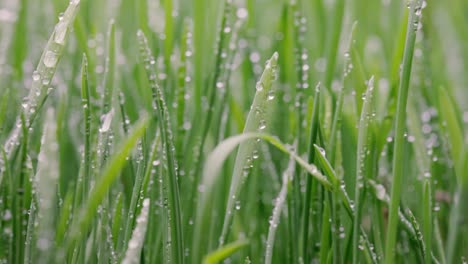 green grass close-up super macro shooting.