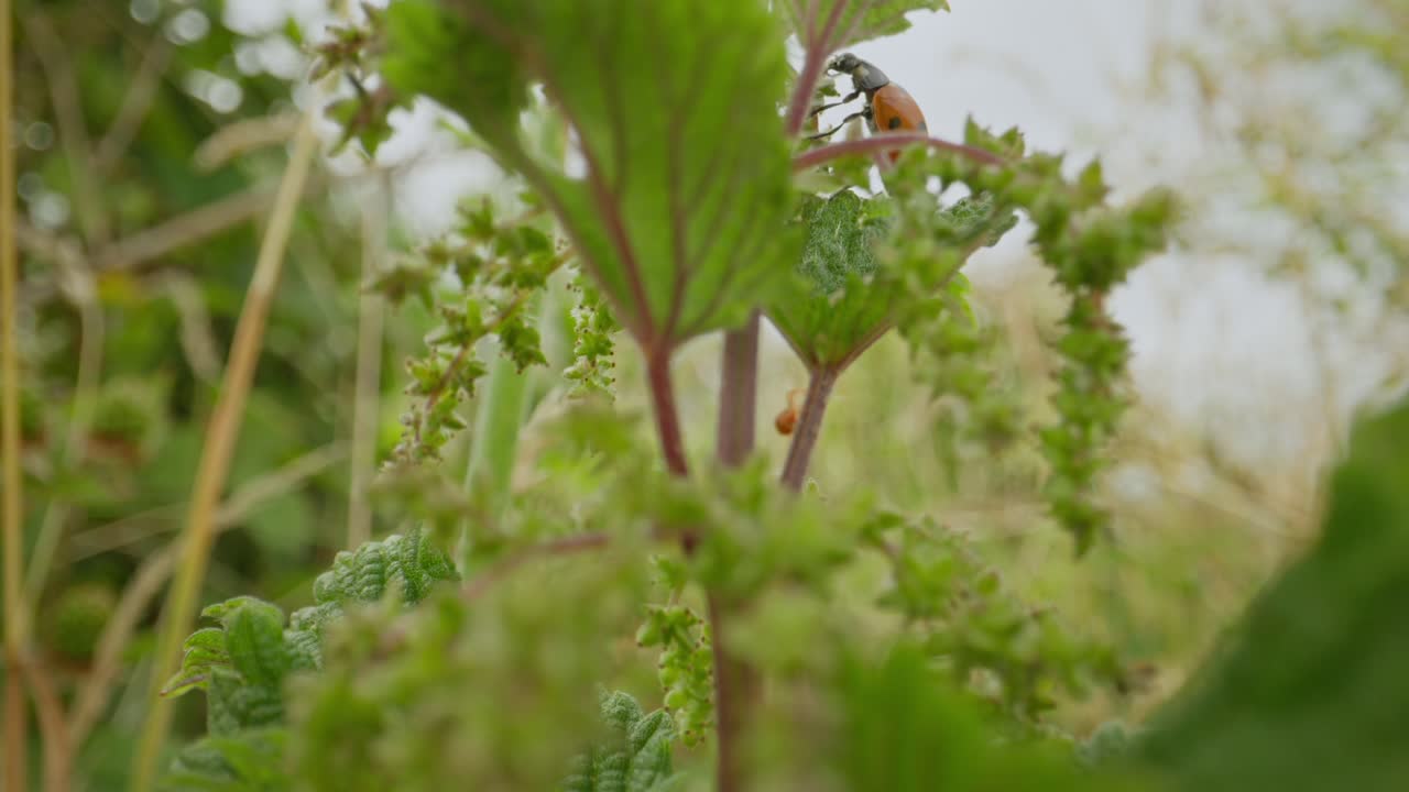 Ladybug perched on green leaf establishing natural insect detailed life feeding and crawling in summer light