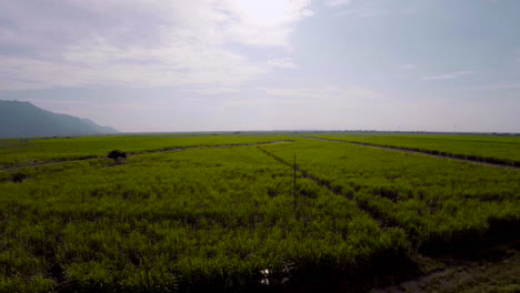 Drone-Volando-Sobre-Un-Campo-De-Caña-De-Azúcar