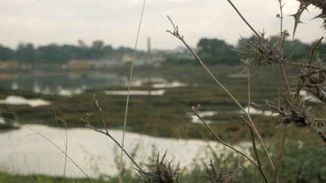 dry brown plant with big sharp spines against calm swap lake, selective focus shot