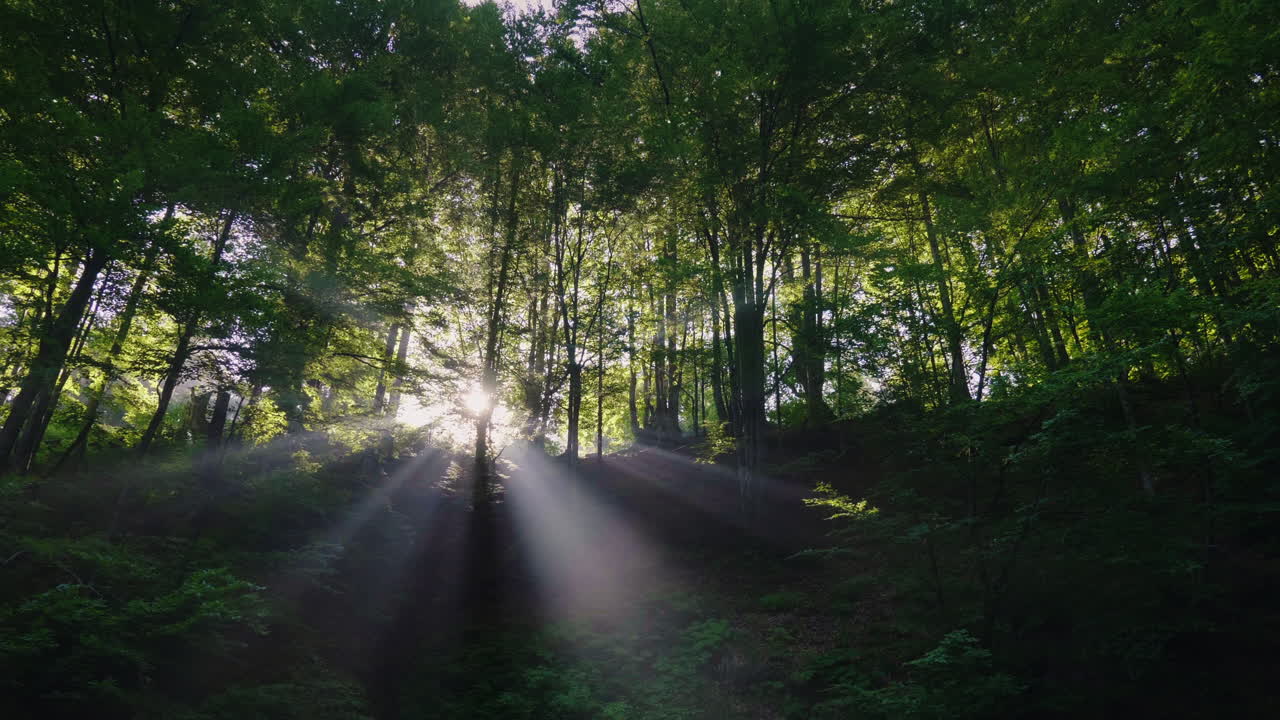 빛의 광선은 숲의 나무 가지를 통해 빛난다