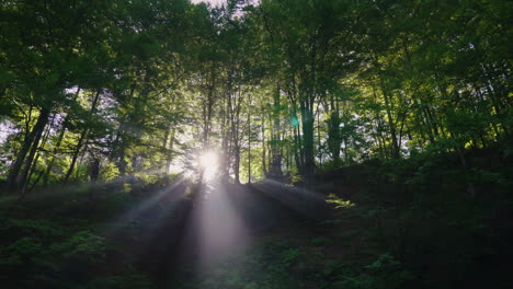 beams of light shine through the branches of trees in the forest