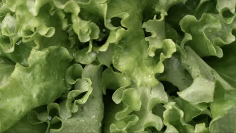 fresh lettuce in drops of water. shot on super slow motion camera 1000 fps