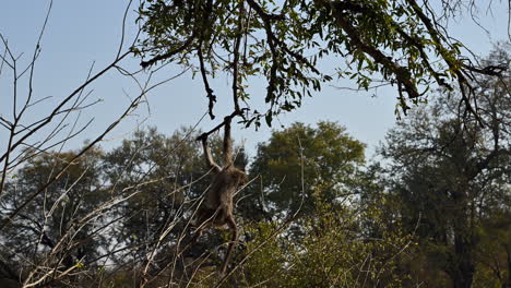 chacma baboon hanging on a twig to lower down