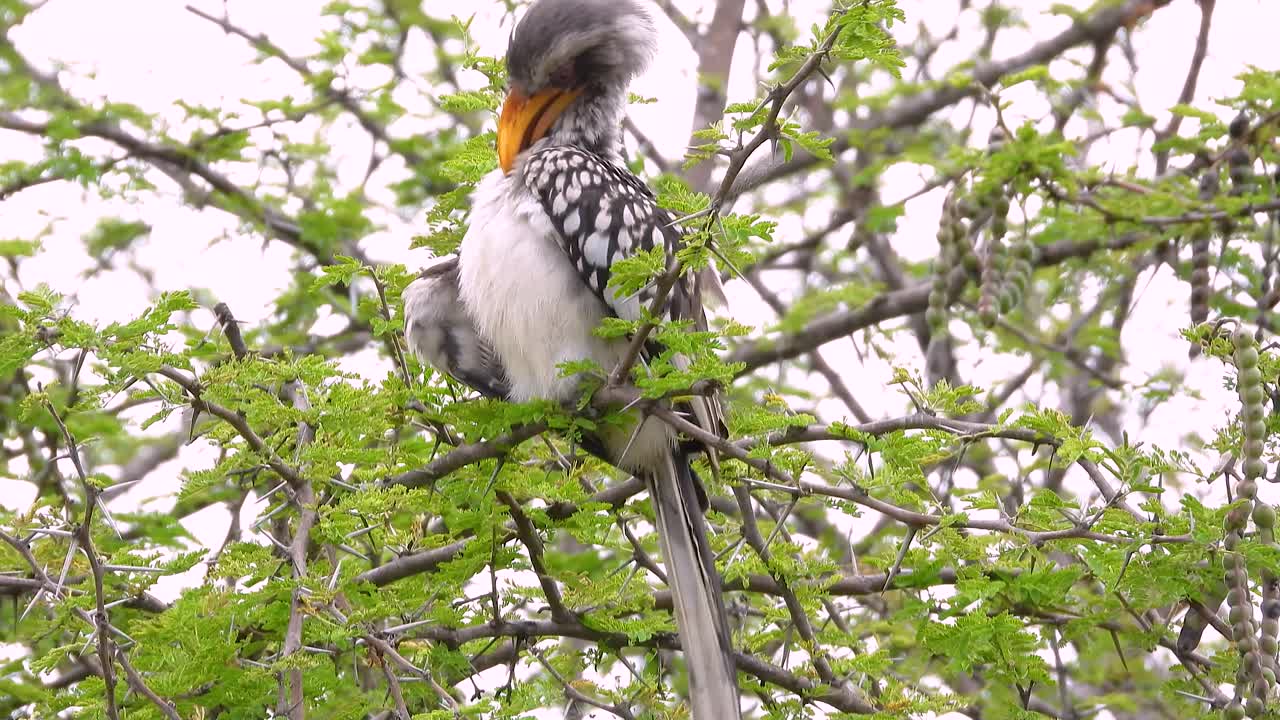 Southern Yellow-billed Hornbill captured in close-up preening on a branch in Kruger National Park