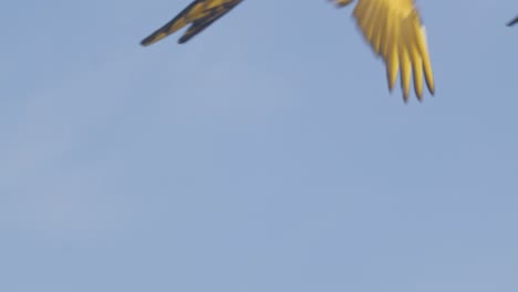 brilliantly coloured blue and yellow macaw pair flying in slow-motion against sky