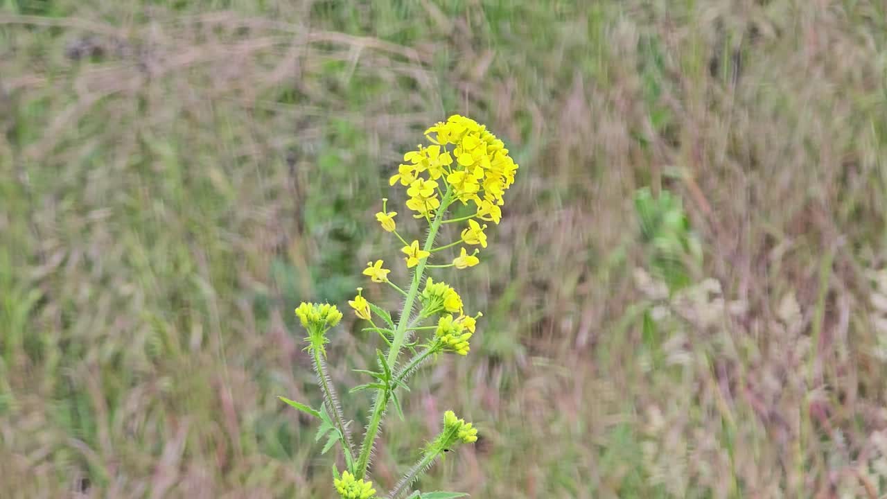 Loesel's rocket (Sisymbrium Loeselii) growing in a wild meadow – wildflower in bloom