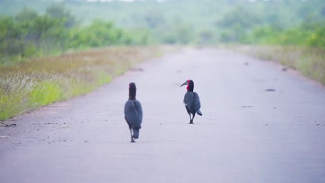 Southern-ground-hornbills-walking-on-asphalt-road-in-african-savannah